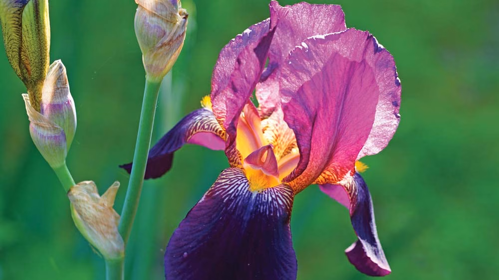 bearded-iris-AdobeStock_353964337_11868_2025-08-08_10-34