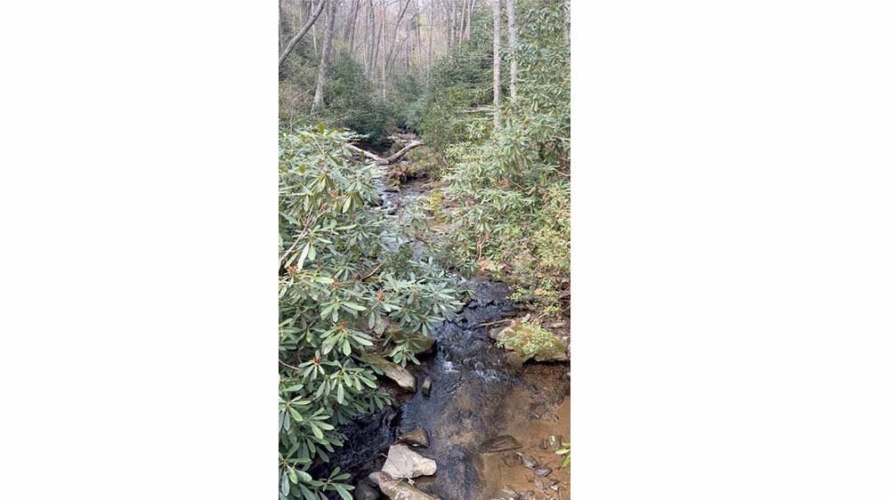before-creek_8542_2025-03-12_13-16