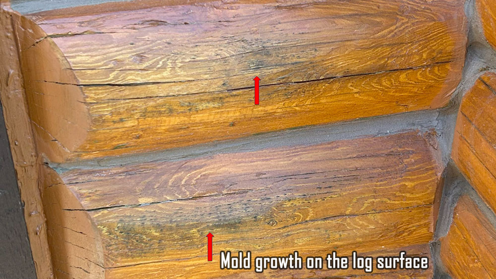 Mold Growth