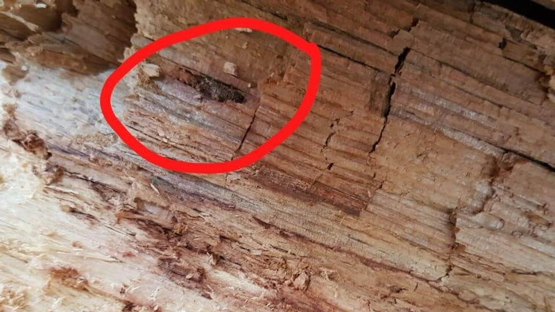 perma-chink wood-boring beetles